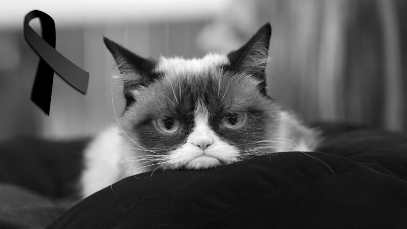 Grumpy Cat Muerte