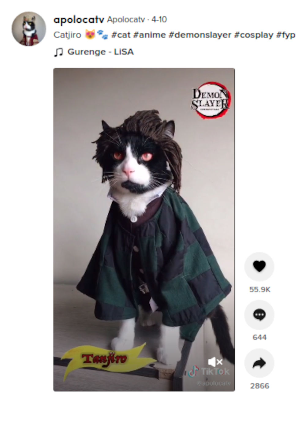 Hasta los gatos hacen cosplay de Tanjiro de Kimetsu no Yaiba