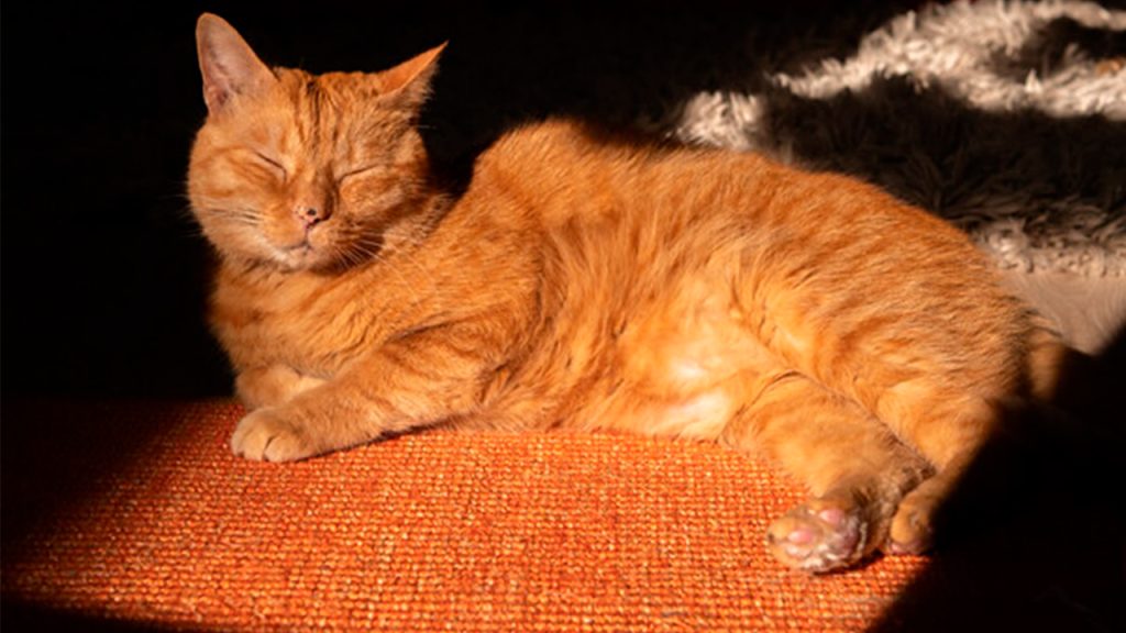 Murtaugh es el gato que inspiró al protagonista de Stray