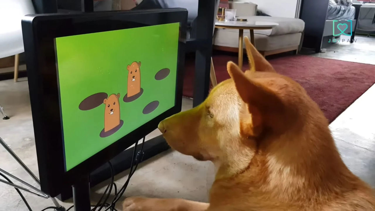 Lanzan consola de videojuegos para perros que los ayudará a estimular sus habilidades