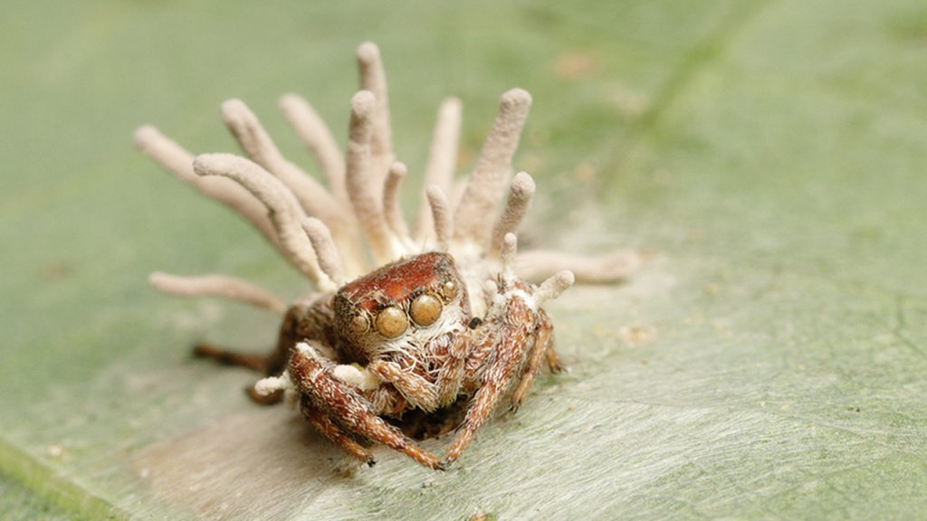 Una araña infectada por su especia de cordyceps